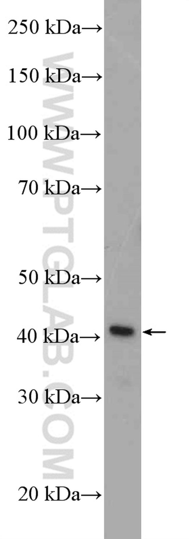 SEPT1 Antibody in Western Blot (WB)