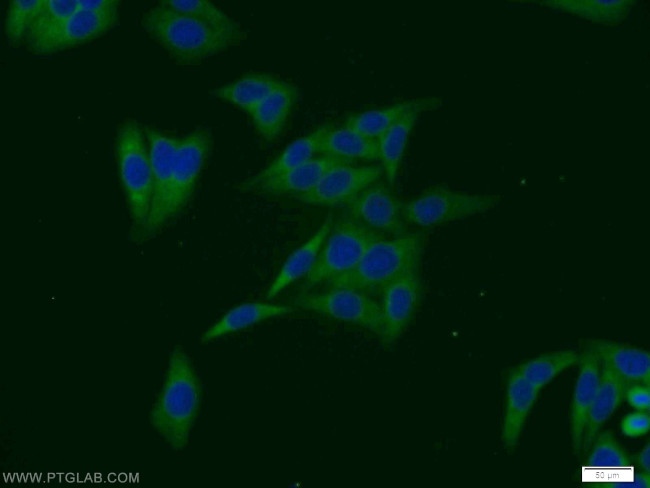 SULT1A4 Antibody in Immunocytochemistry (ICC/IF)
