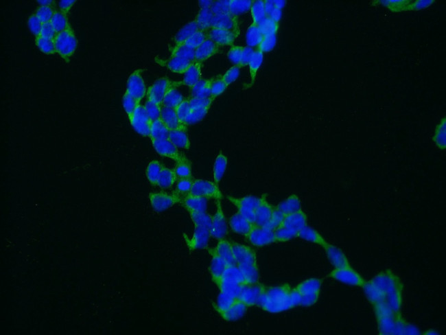 alpha Adaptin Antibody in Immunocytochemistry (ICC/IF)