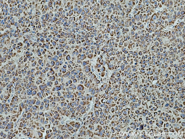 COX6B1 Antibody in Immunohistochemistry (Paraffin) (IHC (P))