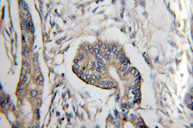 COX6C Antibody in Immunohistochemistry (Paraffin) (IHC (P))