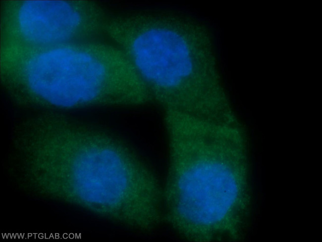 CRBN Antibody in Immunocytochemistry (ICC/IF)