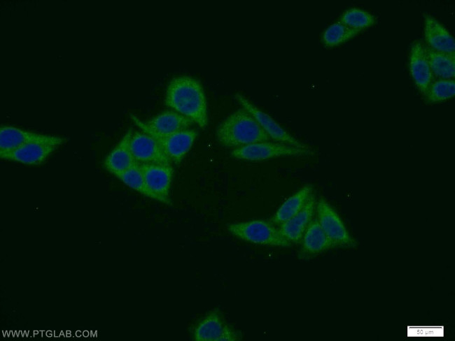 MIER1 Antibody in Immunocytochemistry (ICC/IF)