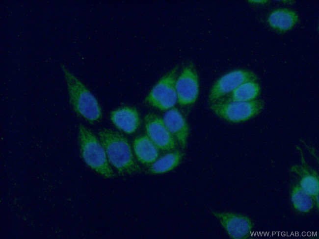 COX17 Antibody in Immunocytochemistry (ICC/IF)