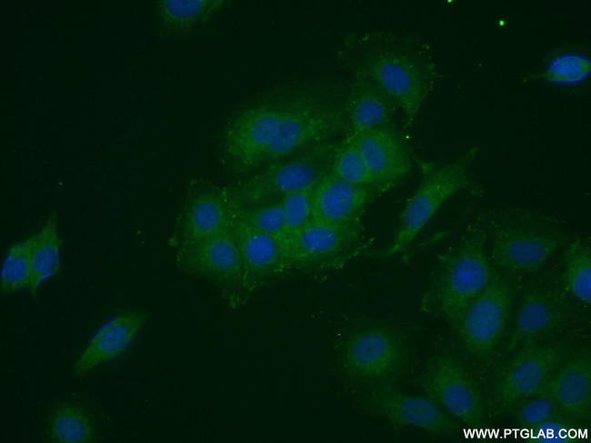FRS2 Antibody in Immunocytochemistry (ICC/IF)