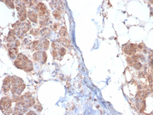 Creatine Phosphokinase-BB (CK-BB) Antibody in Immunohistochemistry (Paraffin) (IHC (P))
