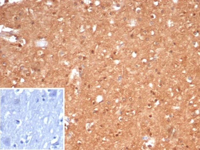 Creatine Phosphokinase-BB (CK-BB) Antibody in Immunohistochemistry (Paraffin) (IHC (P))
