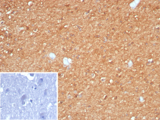 Creatine Phosphokinase-BB (CK-BB) Antibody in Immunohistochemistry (Paraffin) (IHC (P))