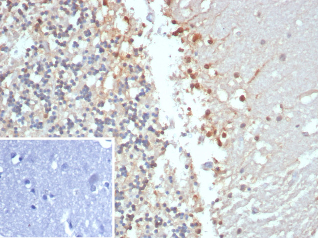 Creatine Phosphokinase-BB (CK-BB) Antibody in Immunohistochemistry (Paraffin) (IHC (P))