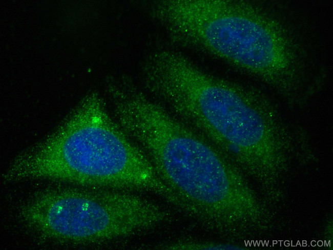 Osteoprotegerin/TNFRSF11B Antibody in Immunocytochemistry (ICC/IF)