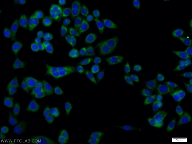 DCI Antibody in Immunocytochemistry (ICC/IF)
