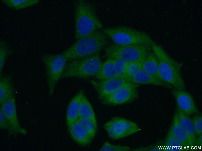 LRRC8D Antibody in Immunocytochemistry (ICC/IF)
