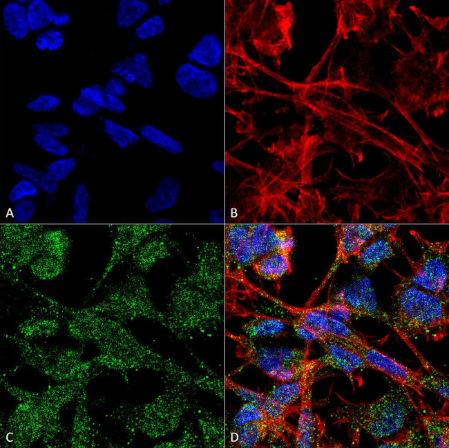 K+/Cl-Cotransporter (KCC2) Antibody in Immunocytochemistry (ICC/IF)