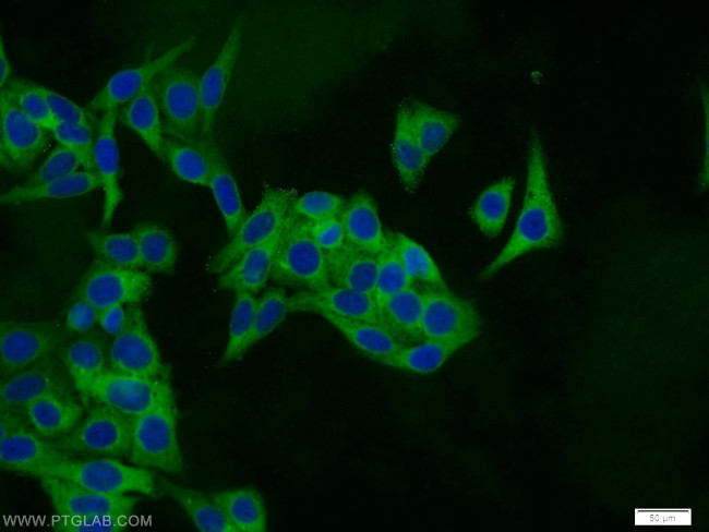 PSMA6 Antibody in Immunocytochemistry (ICC/IF)