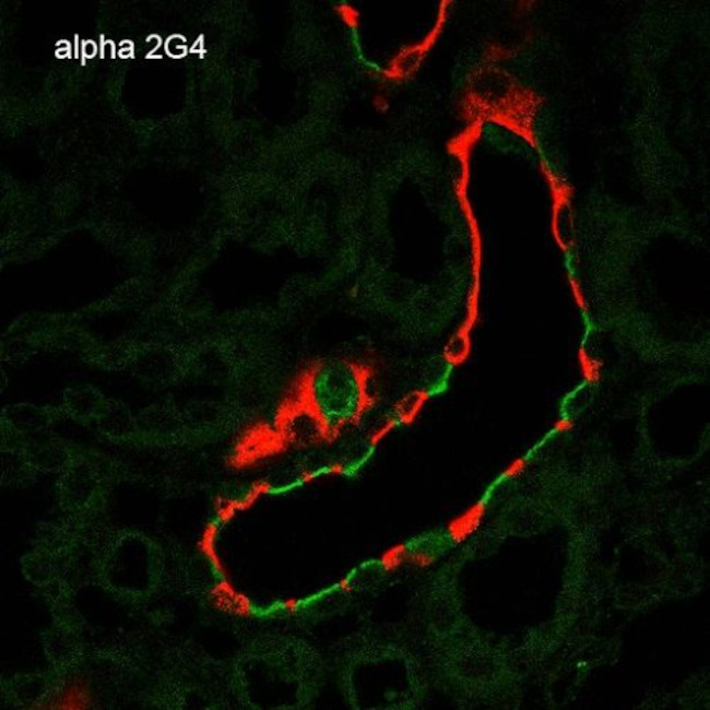 ENaC alpha Antibody in Immunohistochemistry (Paraffin) (IHC (P))