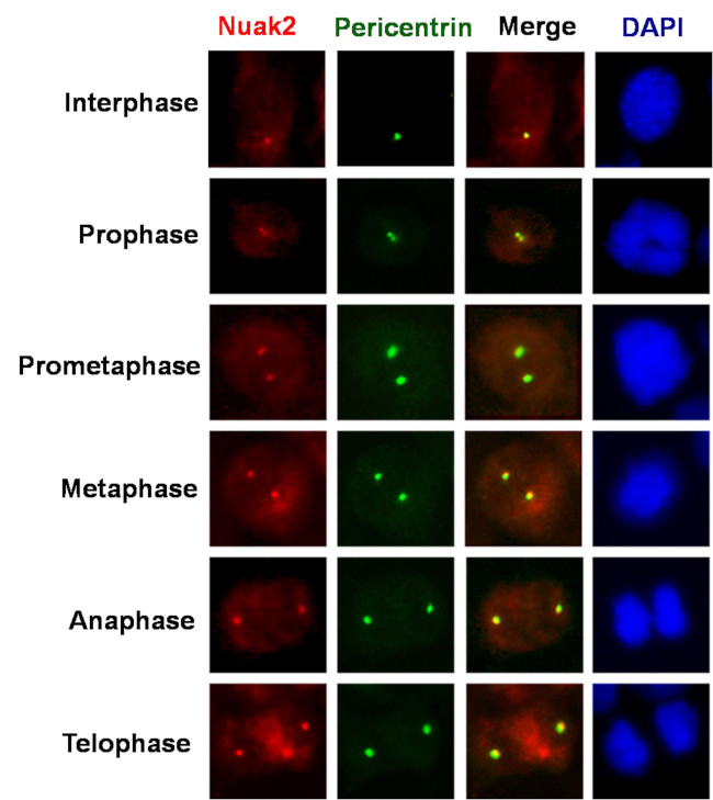 NUAK2 Antibody in Immunocytochemistry (ICC/IF)