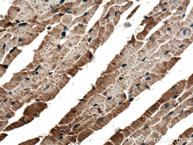 ATPAF2 Antibody in Immunohistochemistry (Paraffin) (IHC (P))