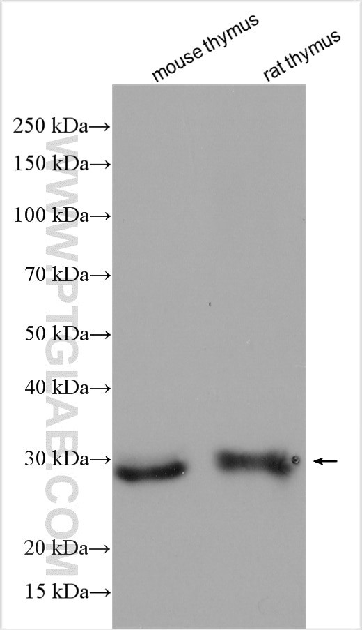 FGFR1OP2 Antibody in Western Blot (WB)