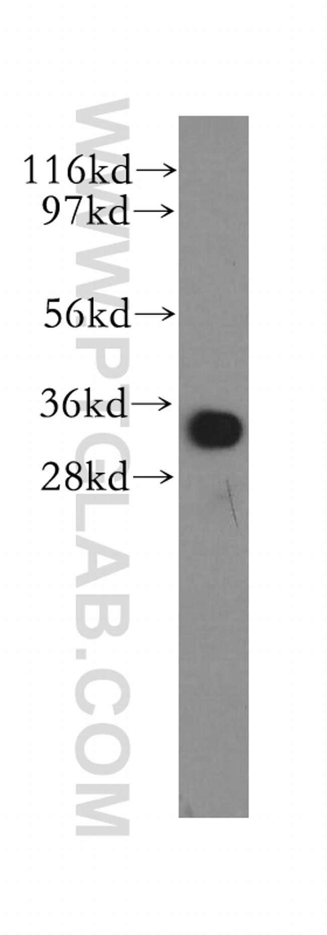MND1 Antibody in Western Blot (WB)