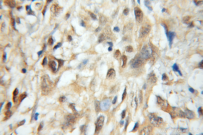 MRFAP1 Antibody in Immunohistochemistry (Paraffin) (IHC (P))