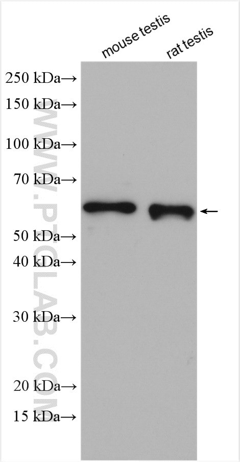 KLC3 Antibody in Western Blot (WB)