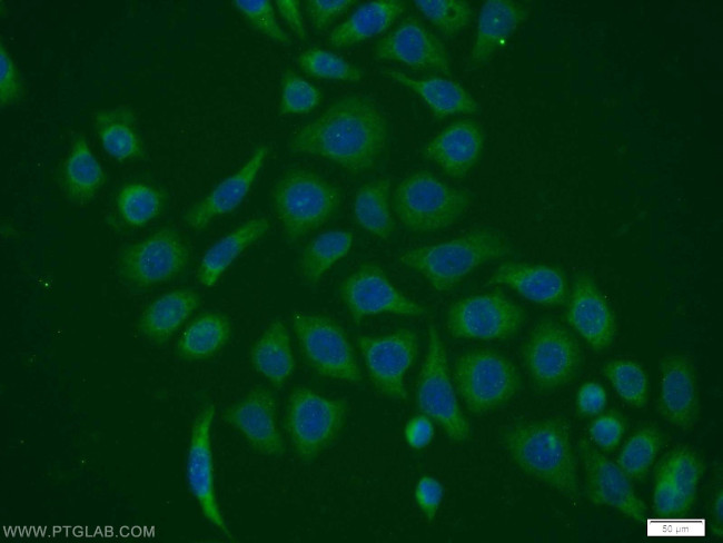 PPIH Antibody in Immunocytochemistry (ICC/IF)