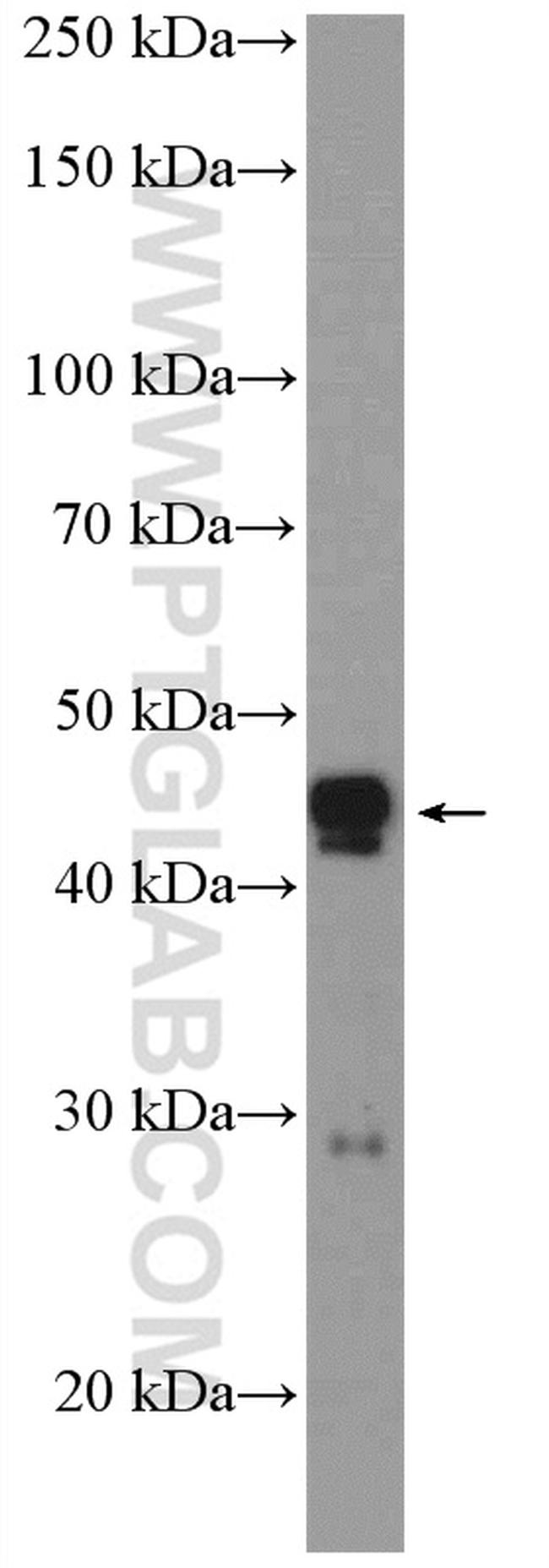 PPP1R7 Antibody in Western Blot (WB)