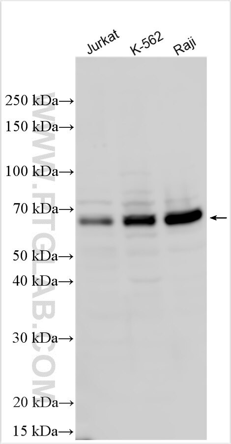 NFATC2IP Antibody in Western Blot (WB)