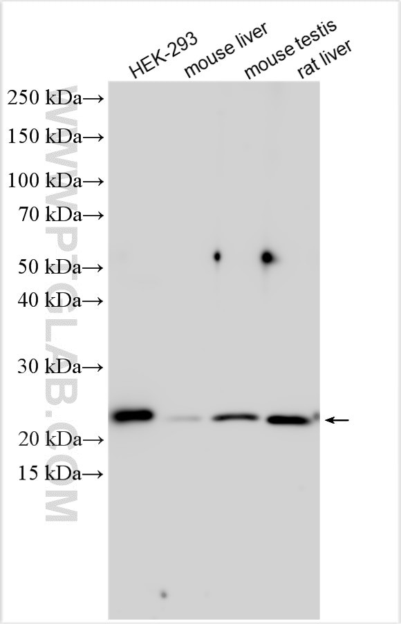 CARHSP1 Antibody in Western Blot (WB)