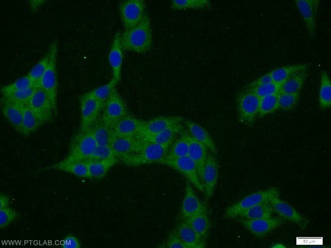 SERF2 Antibody in Immunocytochemistry (ICC/IF)