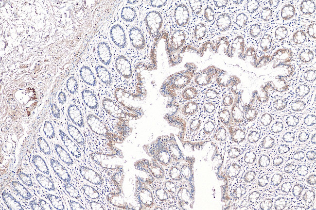 TAX1BP3 Antibody in Immunohistochemistry (Paraffin) (IHC (P))