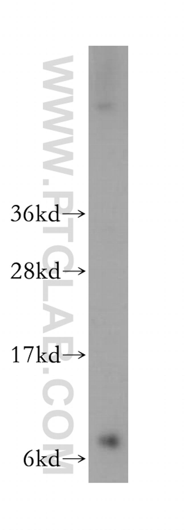 GNG2 Antibody in Western Blot (WB)