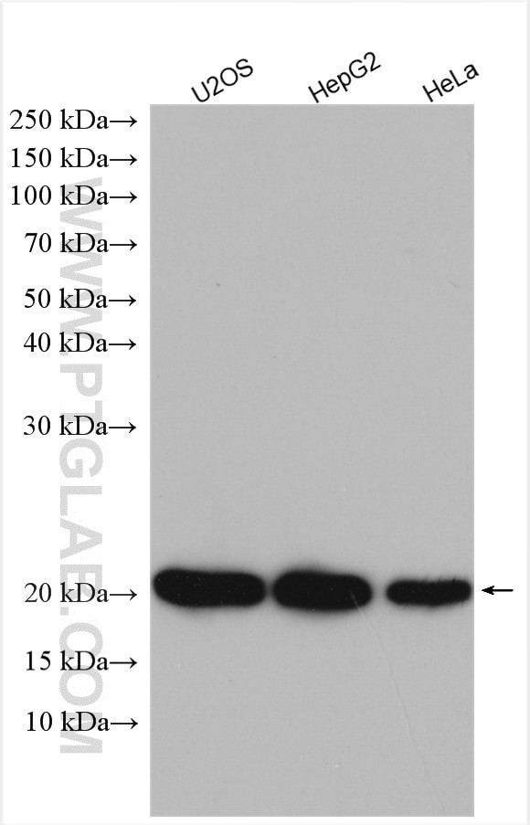 ARL5B Antibody in Western Blot (WB)