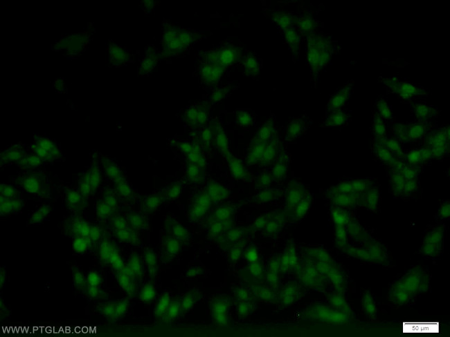 MNAT1 Antibody in Immunocytochemistry (ICC/IF)