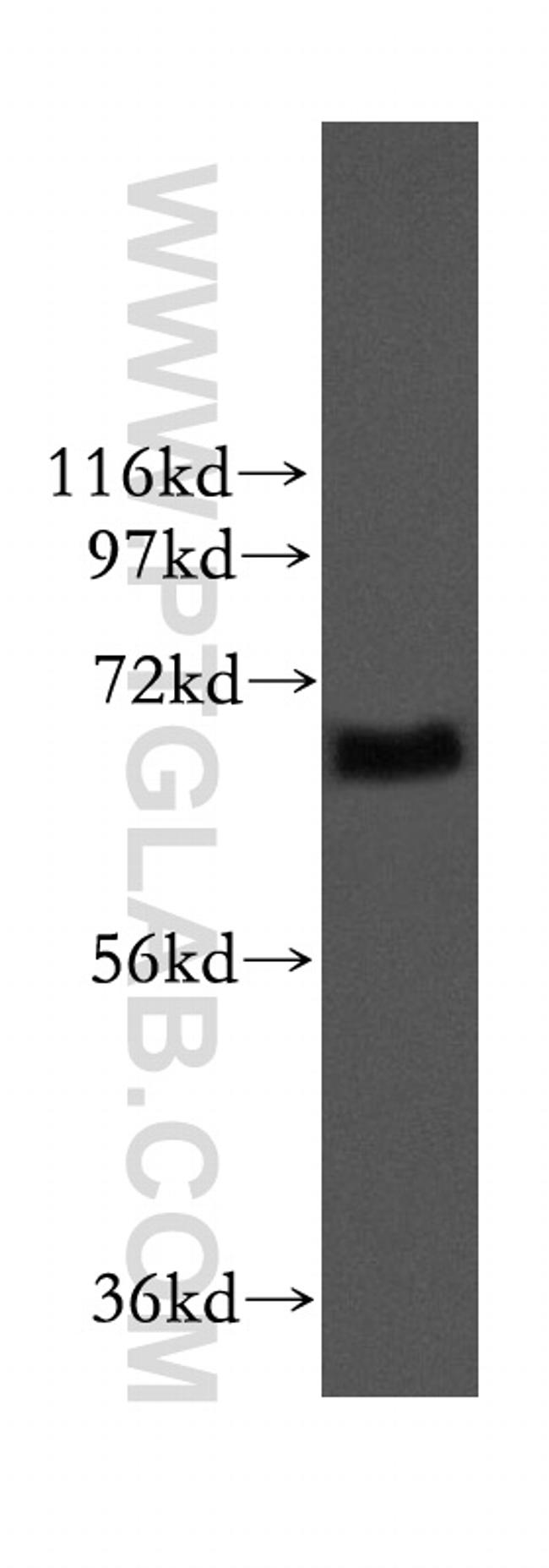 ITFG1 Antibody in Western Blot (WB)