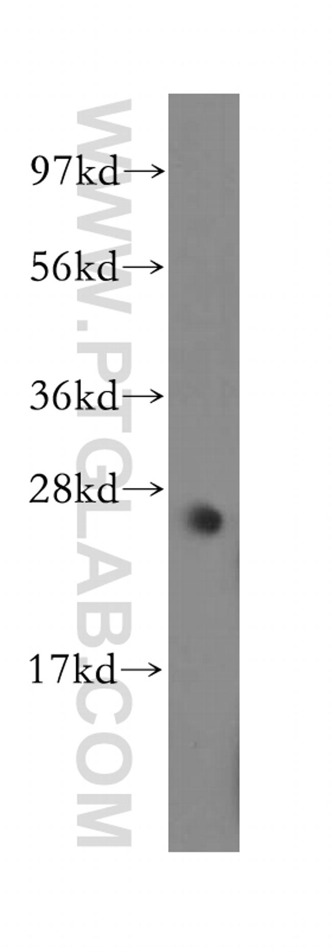 MYF6 Antibody in Western Blot (WB)