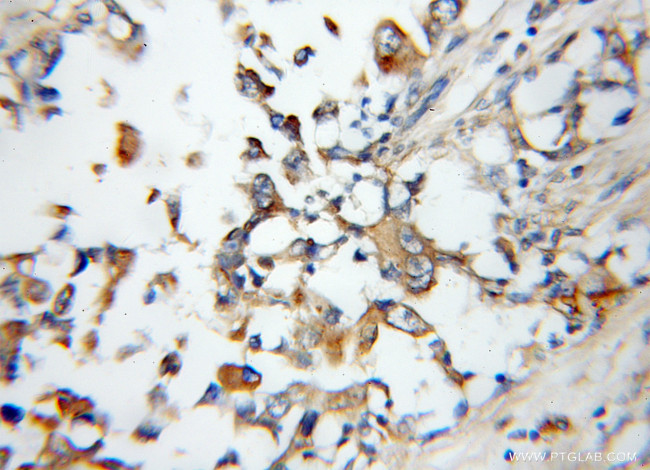 Arylsulfatase D Antibody in Immunohistochemistry (Paraffin) (IHC (P))