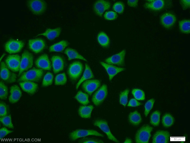 CYB5R1 Antibody in Immunocytochemistry (ICC/IF)