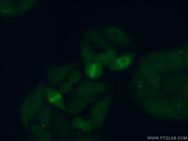 RFC3 Antibody in Immunocytochemistry (ICC/IF)