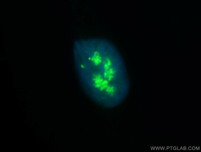 NOLC1 Antibody in Immunocytochemistry (ICC/IF)
