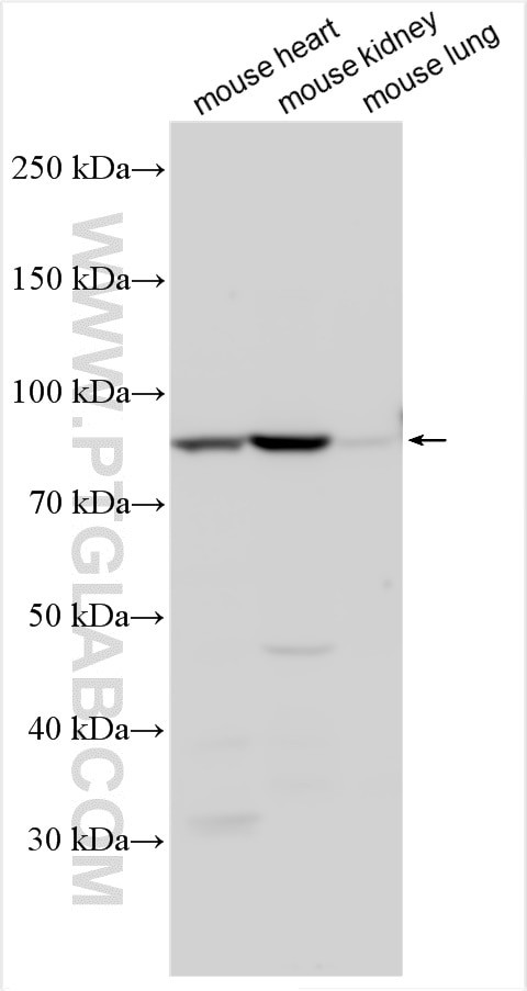EMCN Antibody in Western Blot (WB)