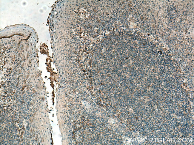 IL37 Antibody in Immunohistochemistry (Paraffin) (IHC (P))