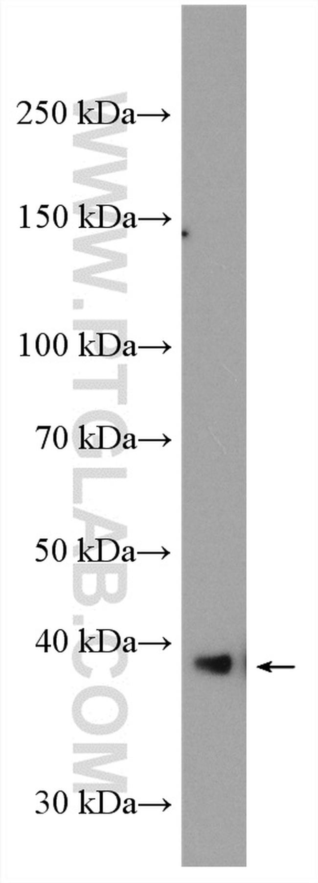 GRAP2 Antibody in Western Blot (WB)
