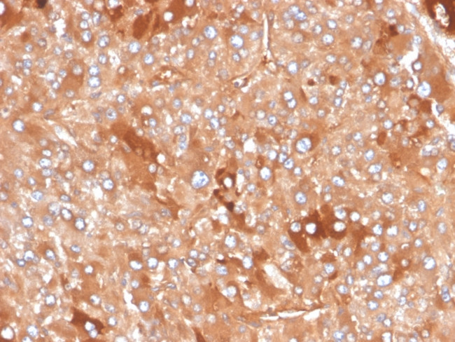 Clusterin/Apolipoprotein J (APO-J) Antibody in Immunohistochemistry (Paraffin) (IHC (P))