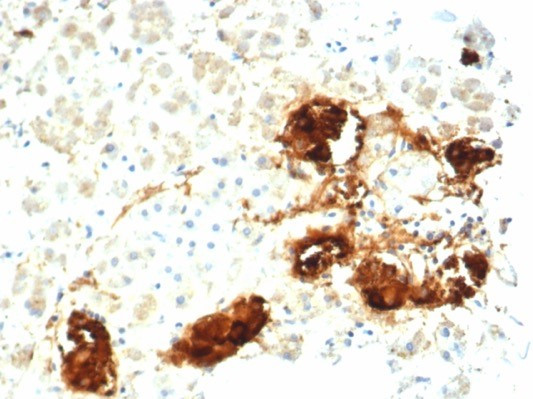 Clusterin/Apolipoprotein J (APO-J) Antibody in Immunohistochemistry (Paraffin) (IHC (P))