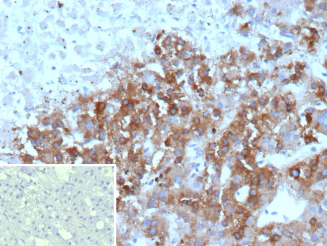 Clusterin/Apolipoprotein J (APO-J) Antibody in Immunohistochemistry (Paraffin) (IHC (P))