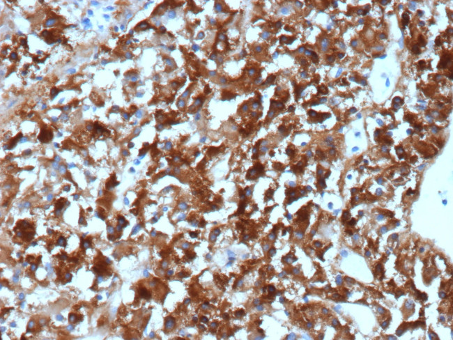 Clusterin/Apolipoprotein J (APO-J) Antibody in Immunohistochemistry (Paraffin) (IHC (P))