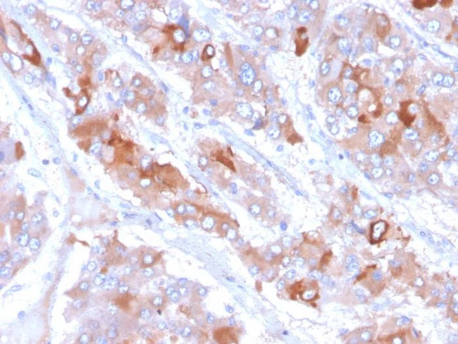 Clusterin/Apolipoprotein J (APO-J) Antibody in Immunohistochemistry (Paraffin) (IHC (P))