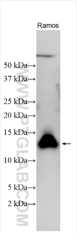 VPREB3 Antibody in Western Blot (WB)