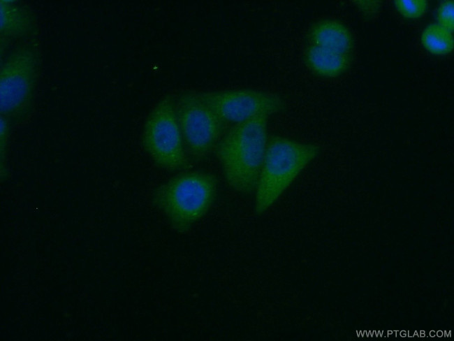 ERGIC2 Antibody in Immunocytochemistry (ICC/IF)